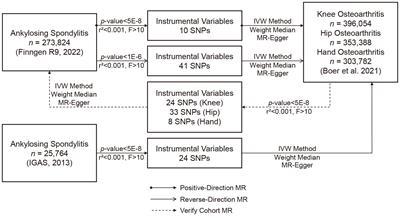 Causality between Ankylosing Spondylitis and osteoarthritis in European ancestry: a bidirectional Mendelian randomization study